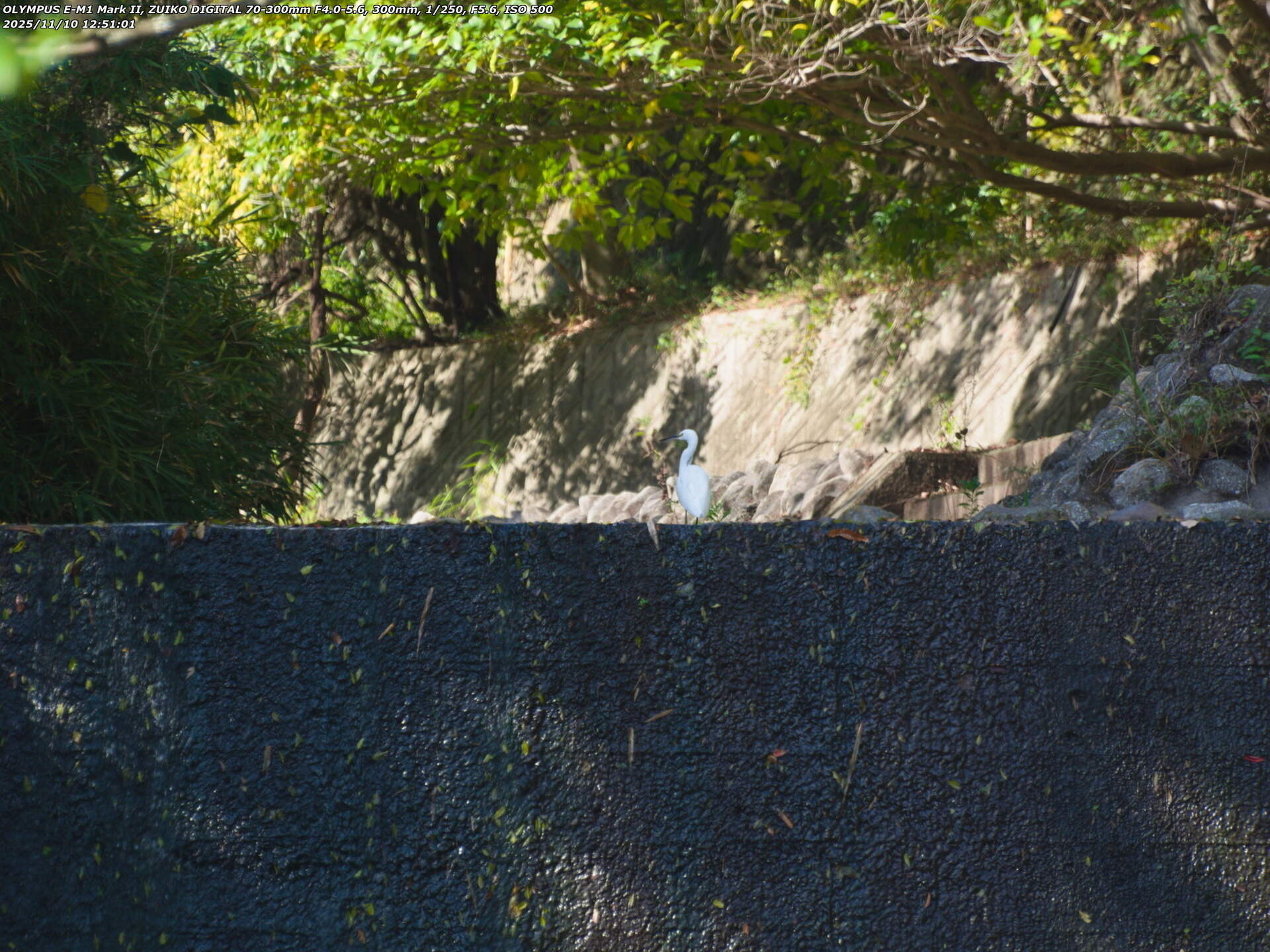 境川(別府市) コサギ