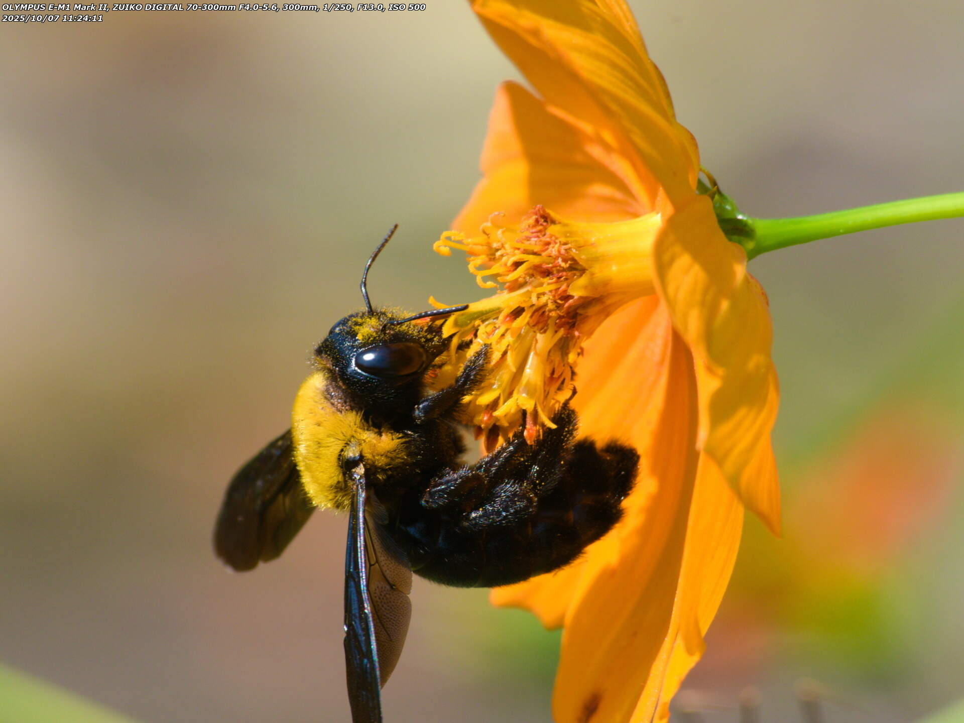 境川(別府市) キバナコスモスの花の蜜を吸うクマバチ(クマンバチ)