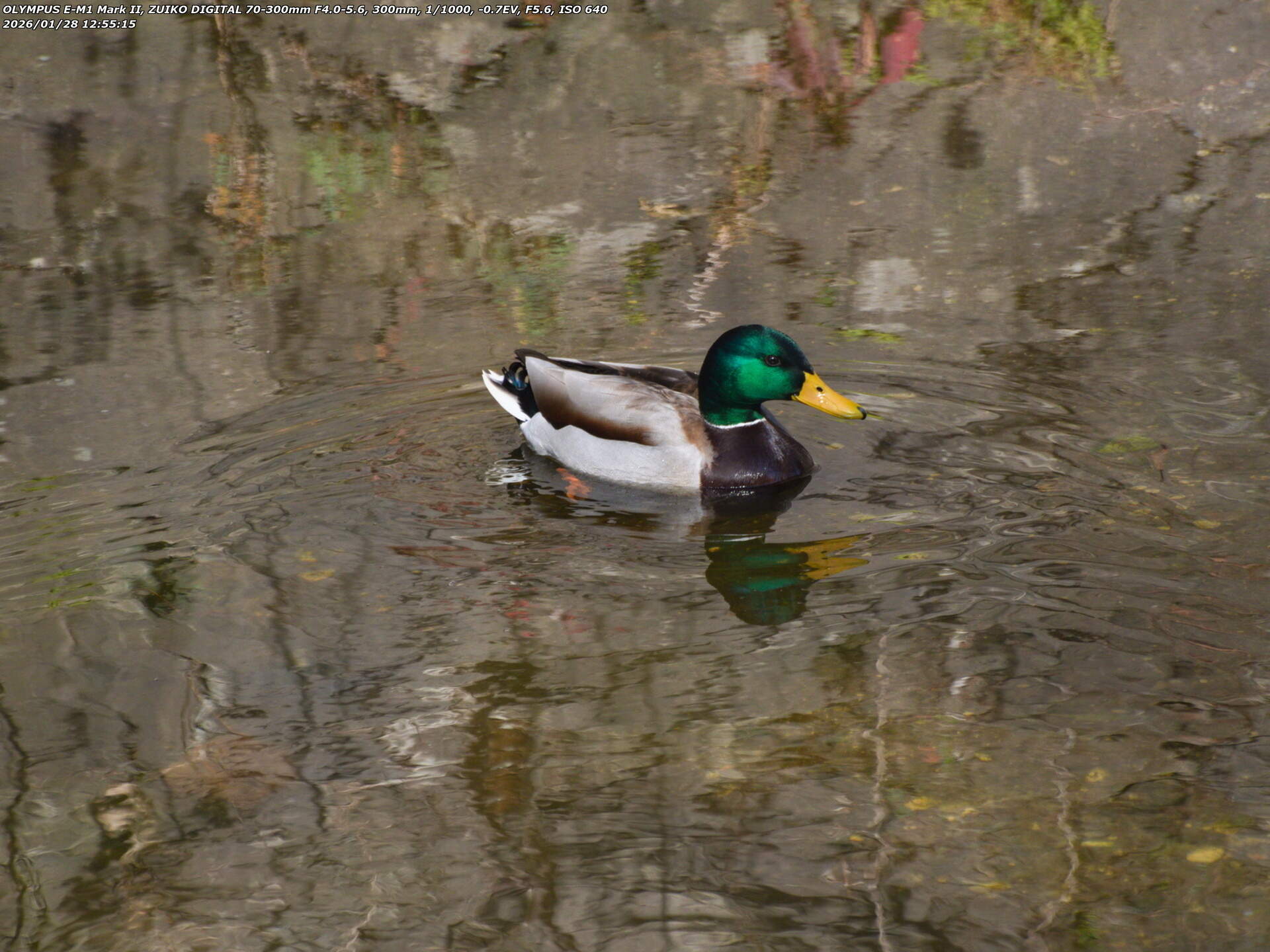 境川(別府市) マガモのオス 境川(別府市) マガモのオス