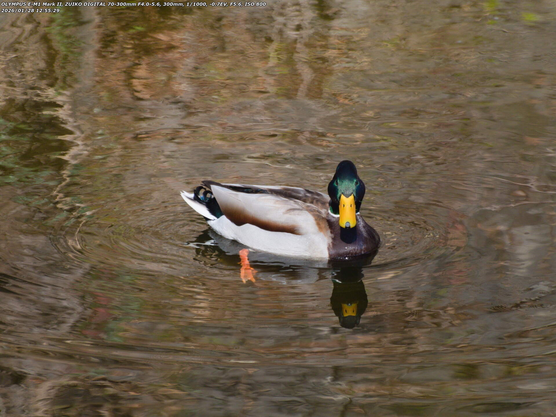 境川(別府市) マガモのオス 境川(別府市) マガモのオス