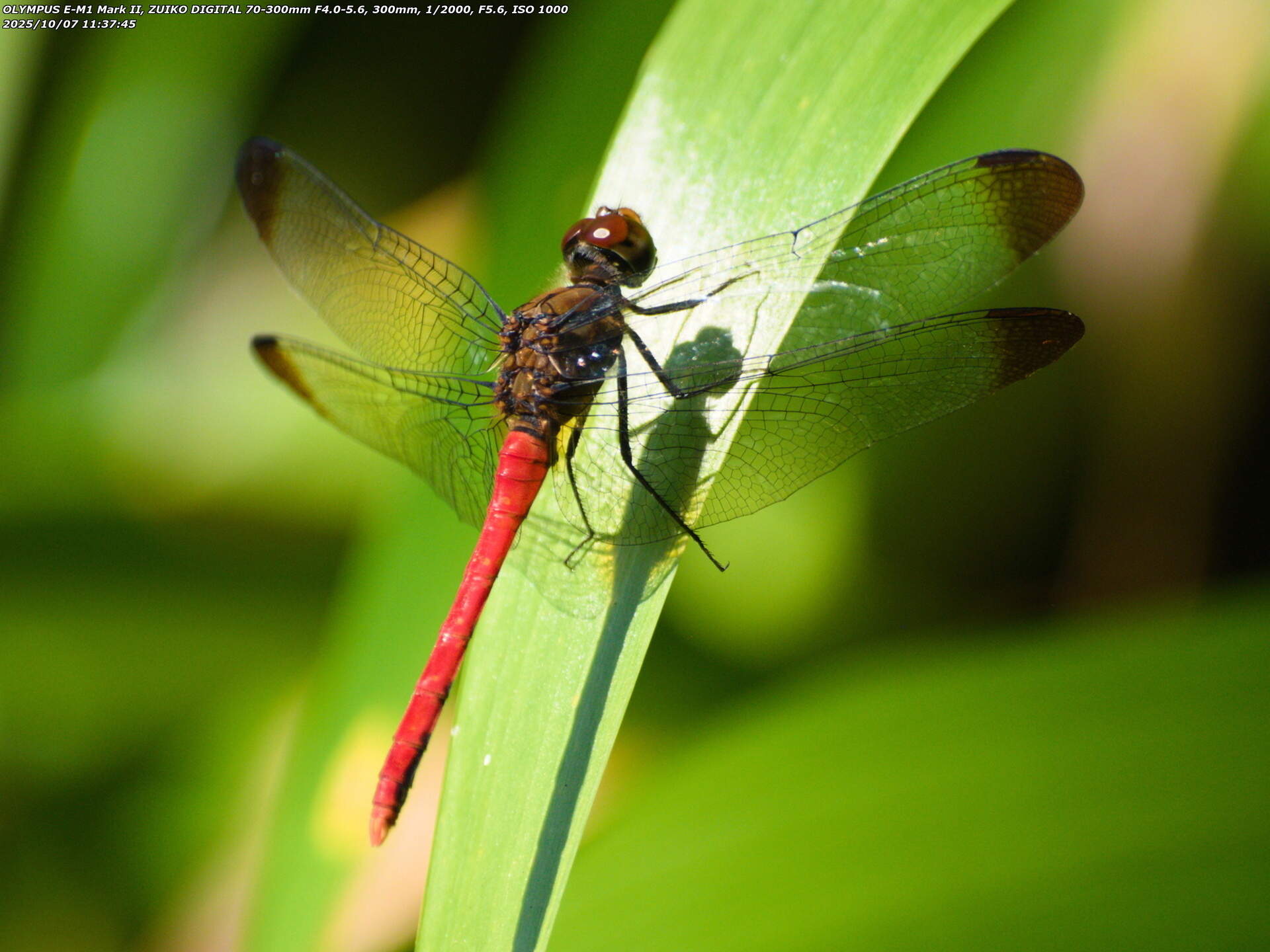 境川(別府市) 翅の先端に紋があるマユタテアカネ