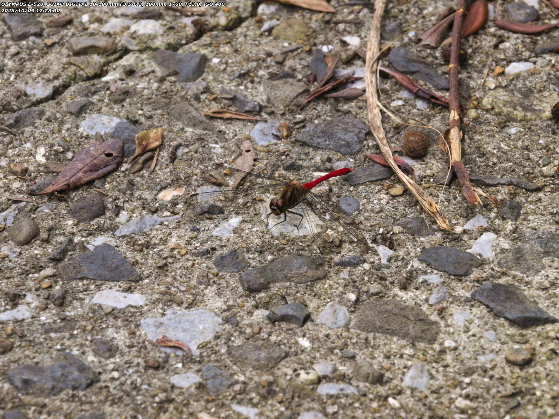 境川(別府市) マユタテアカネ