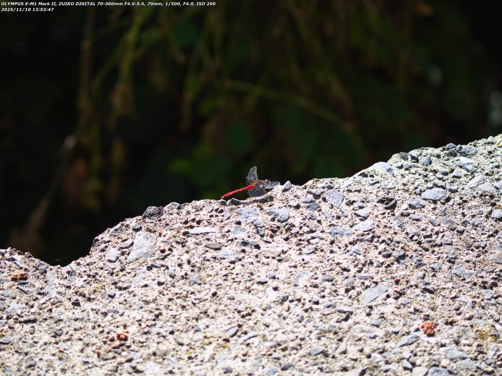 境川(別府市) 今度はマユタテアカネか