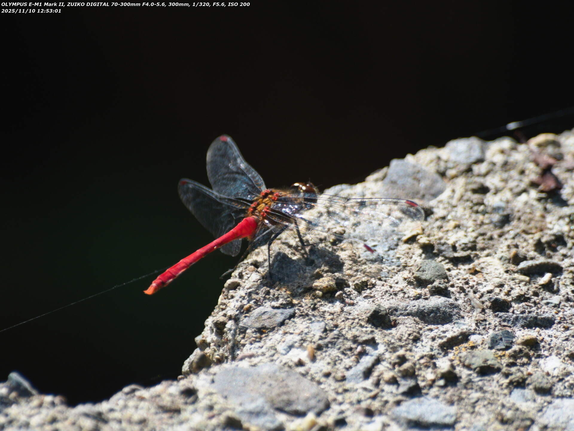 境川(別府市) 蜘蛛の糸を引くマユタテアカネ