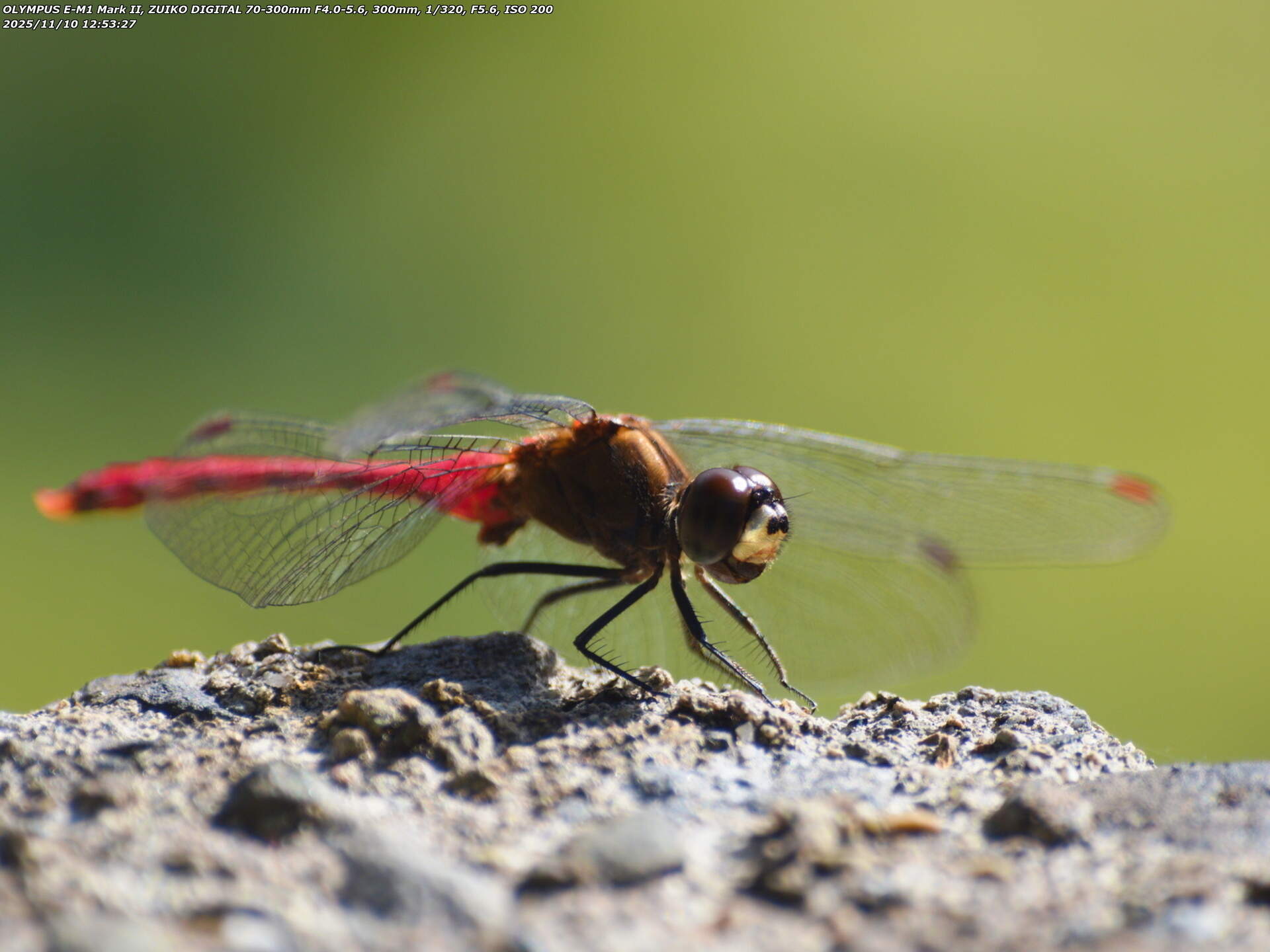 境川(別府市) 眉斑があるので間違いなくマユタテアカネ