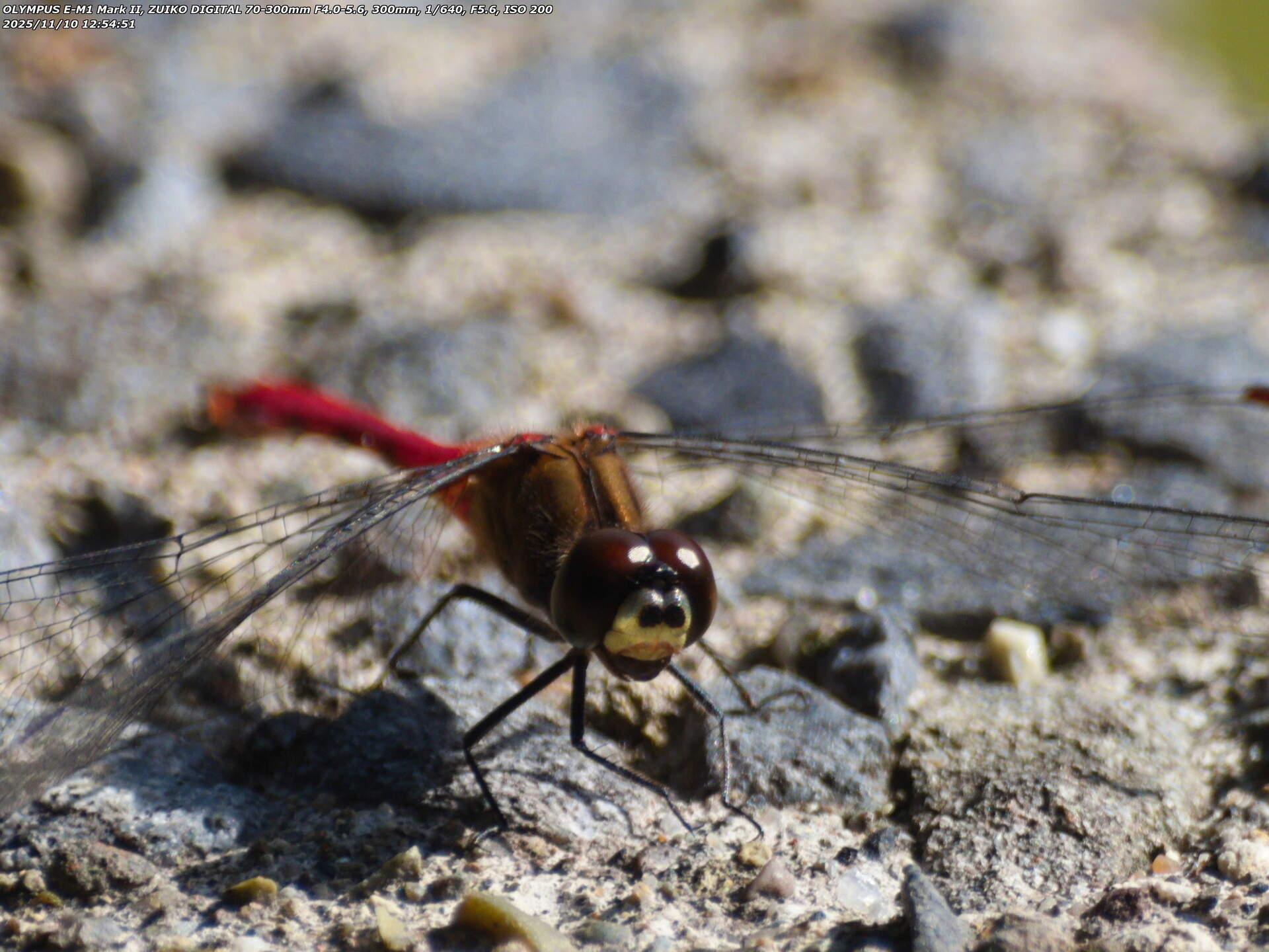 境川(別府市) マユタテアカネのアップ