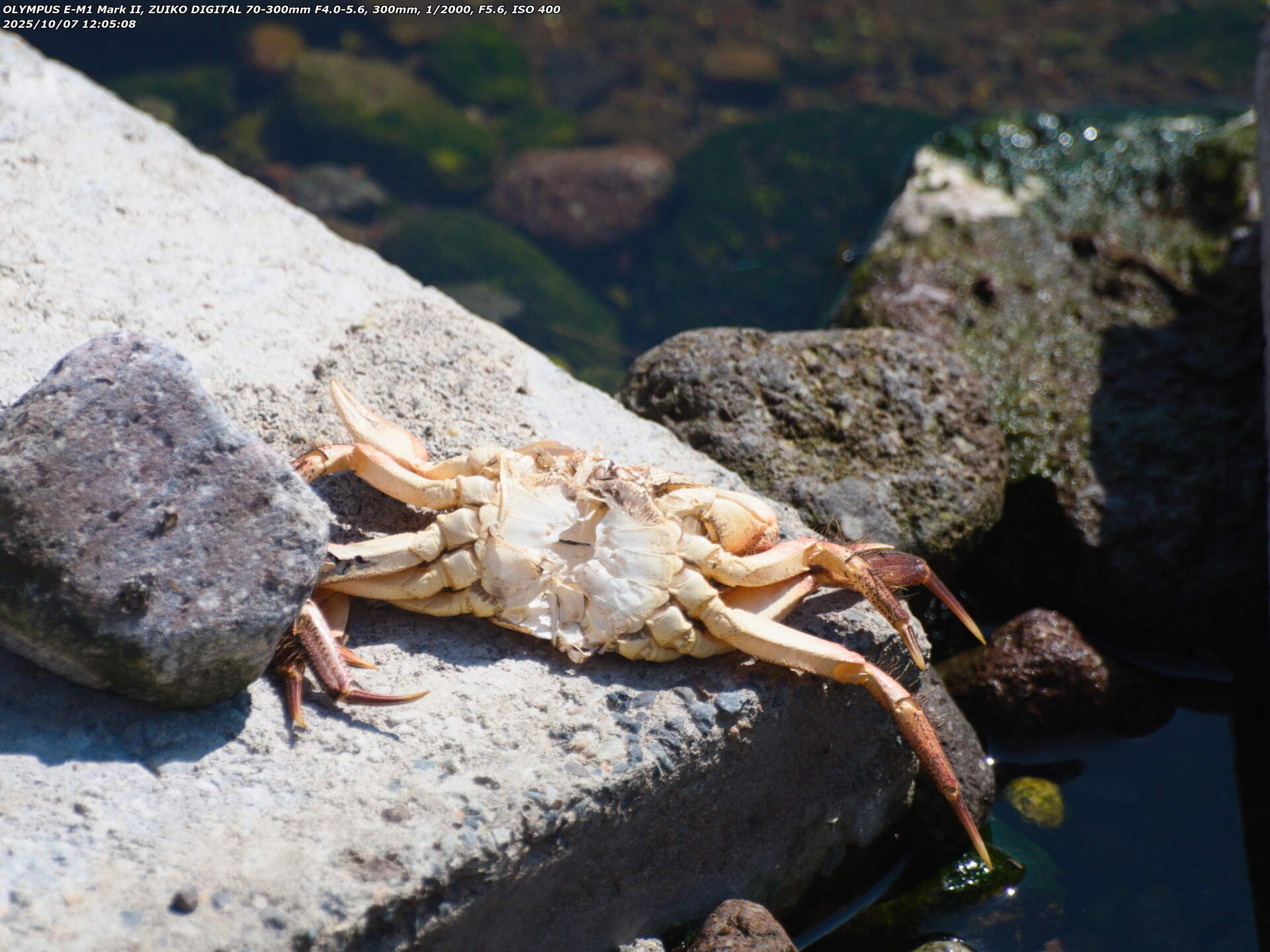 境川(別府市) モクズガニの死骸