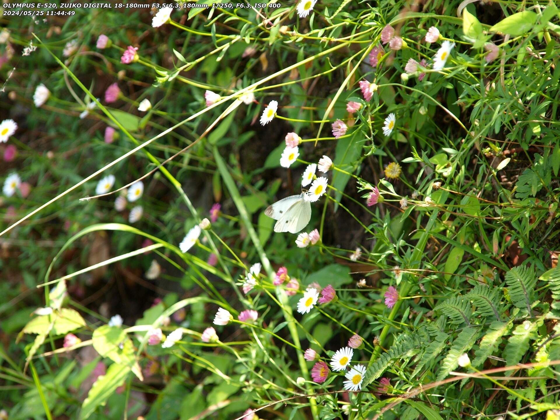 境川(別府市) ペラペラヨメナの花の蜜を吸うモンシロチョウ
