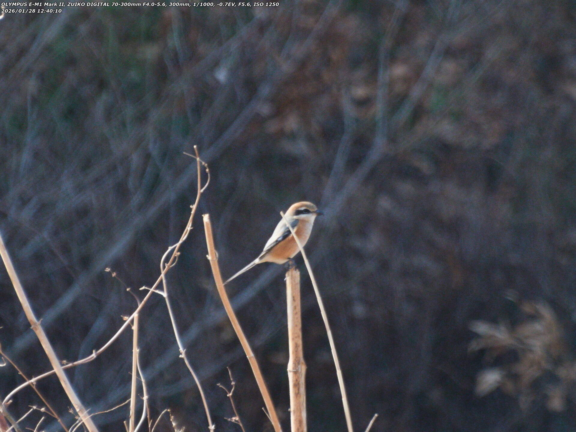 境川(別府市) モズのオス 境川(別府市) モズのオス
