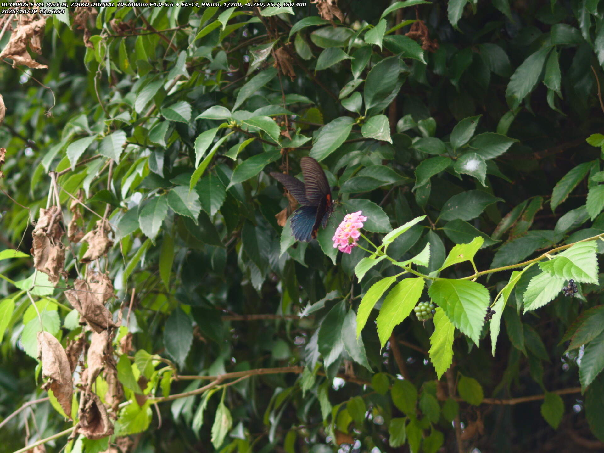 境川(別府市) ナガサキアゲハのオス