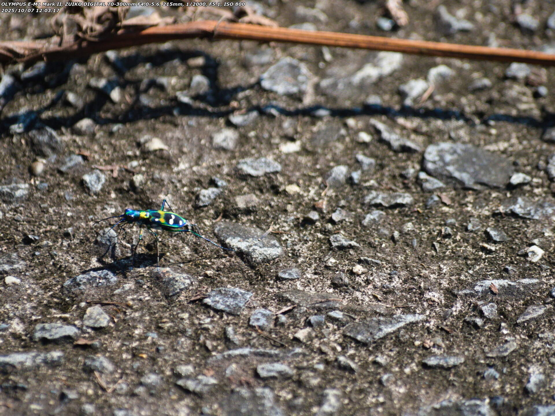 境川(別府市) ナミハンミョウ