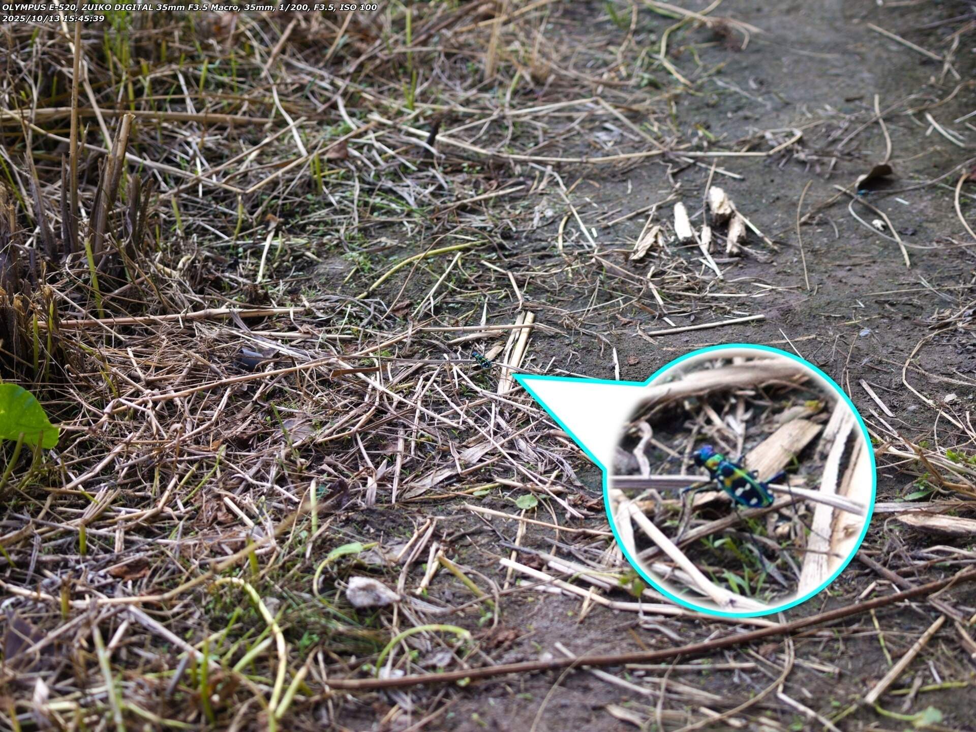 境川(別府市) ナミハンミョウ