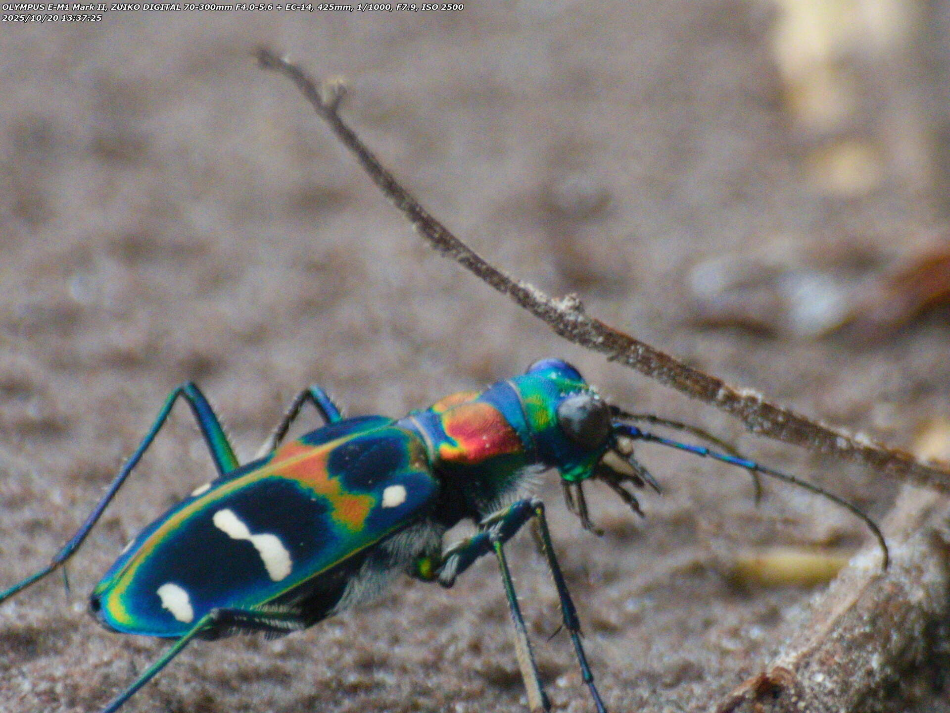 境川(別府市) ナミハンミョウ