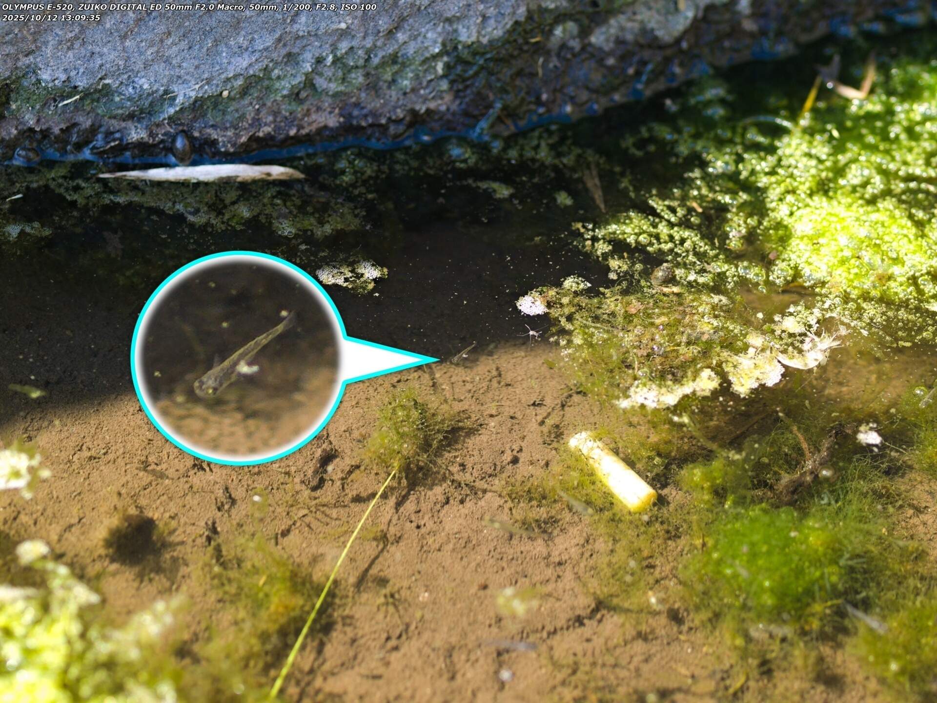 境川(別府市) 謎の小さな魚