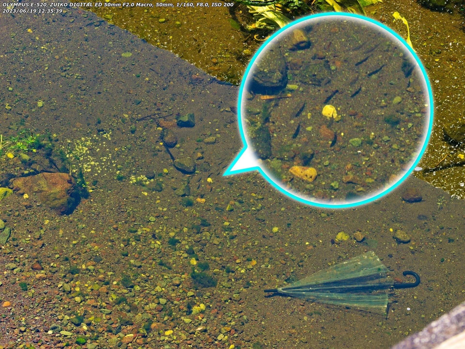 境川(別府市) 謎の親指大の魚