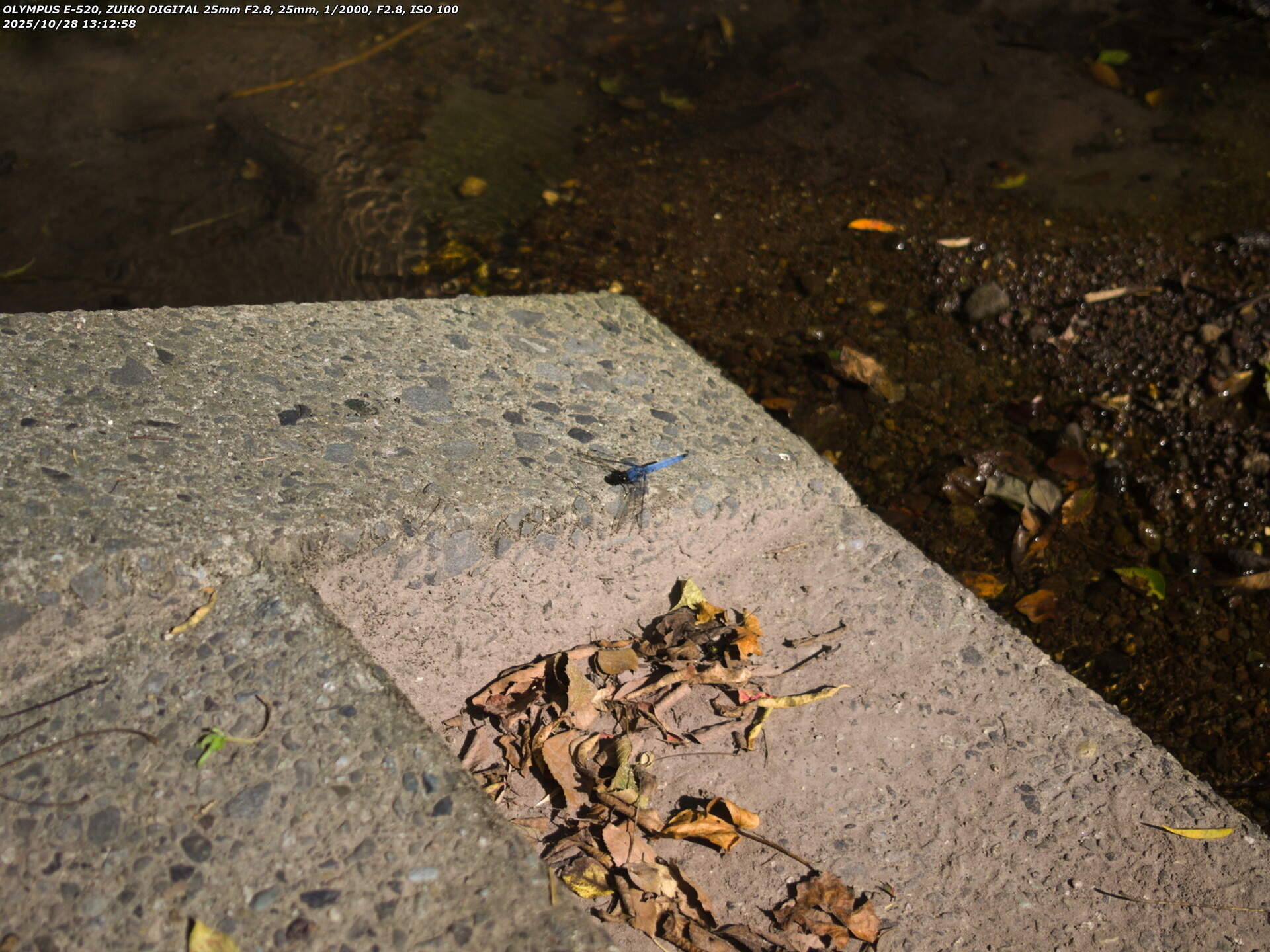 境川(別府市) オオシオカラトンボ