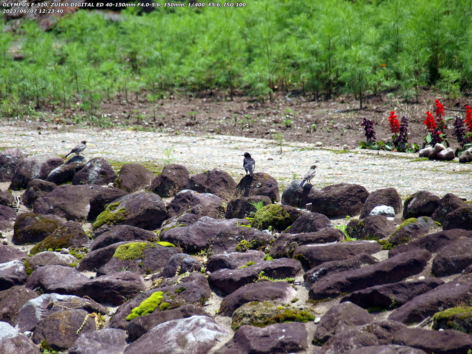 境川(別府市) セグロセキレイの成鳥と幼鳥