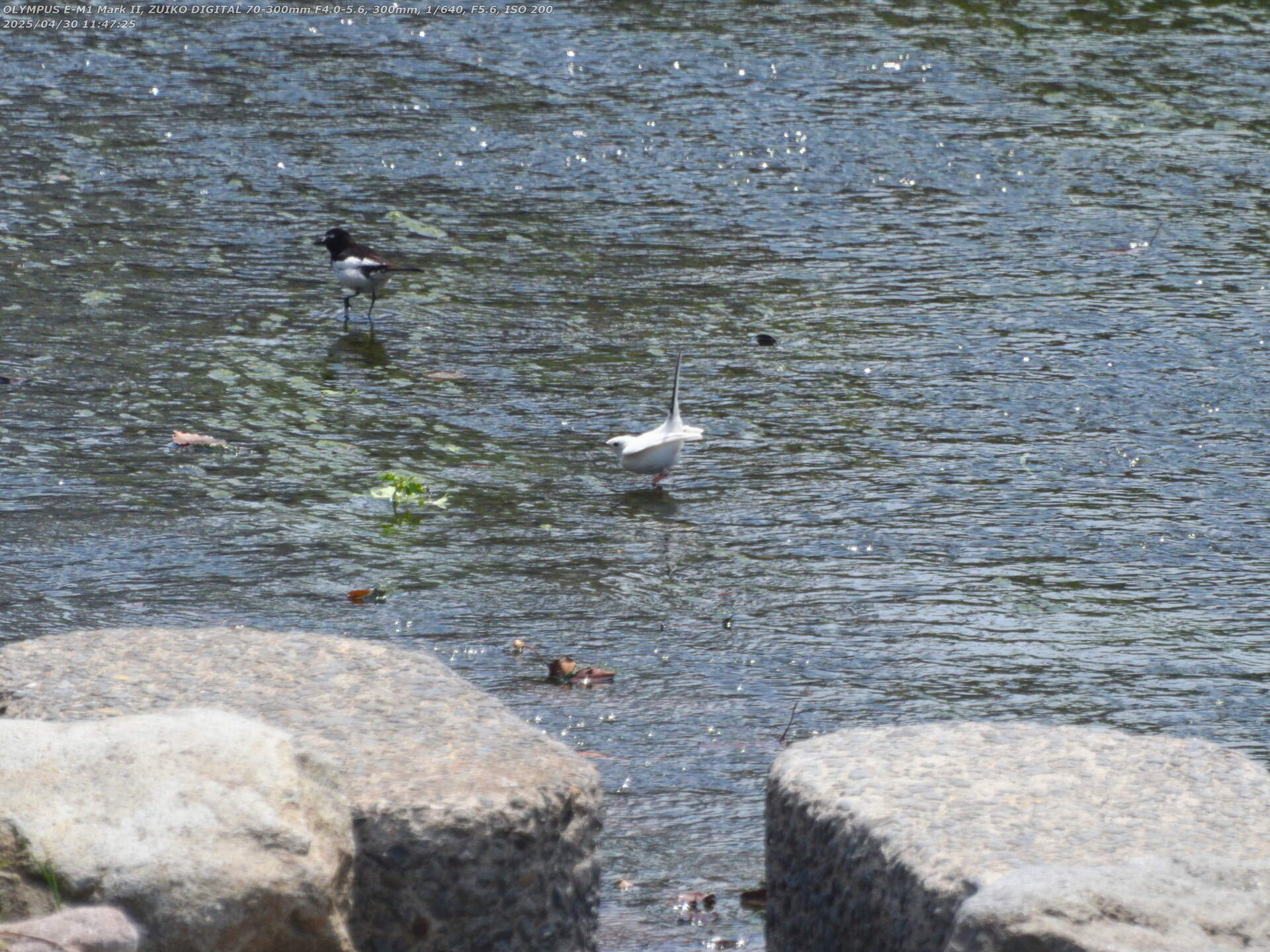 境川(別府市) セグロセキレイと謎の白い野鳥