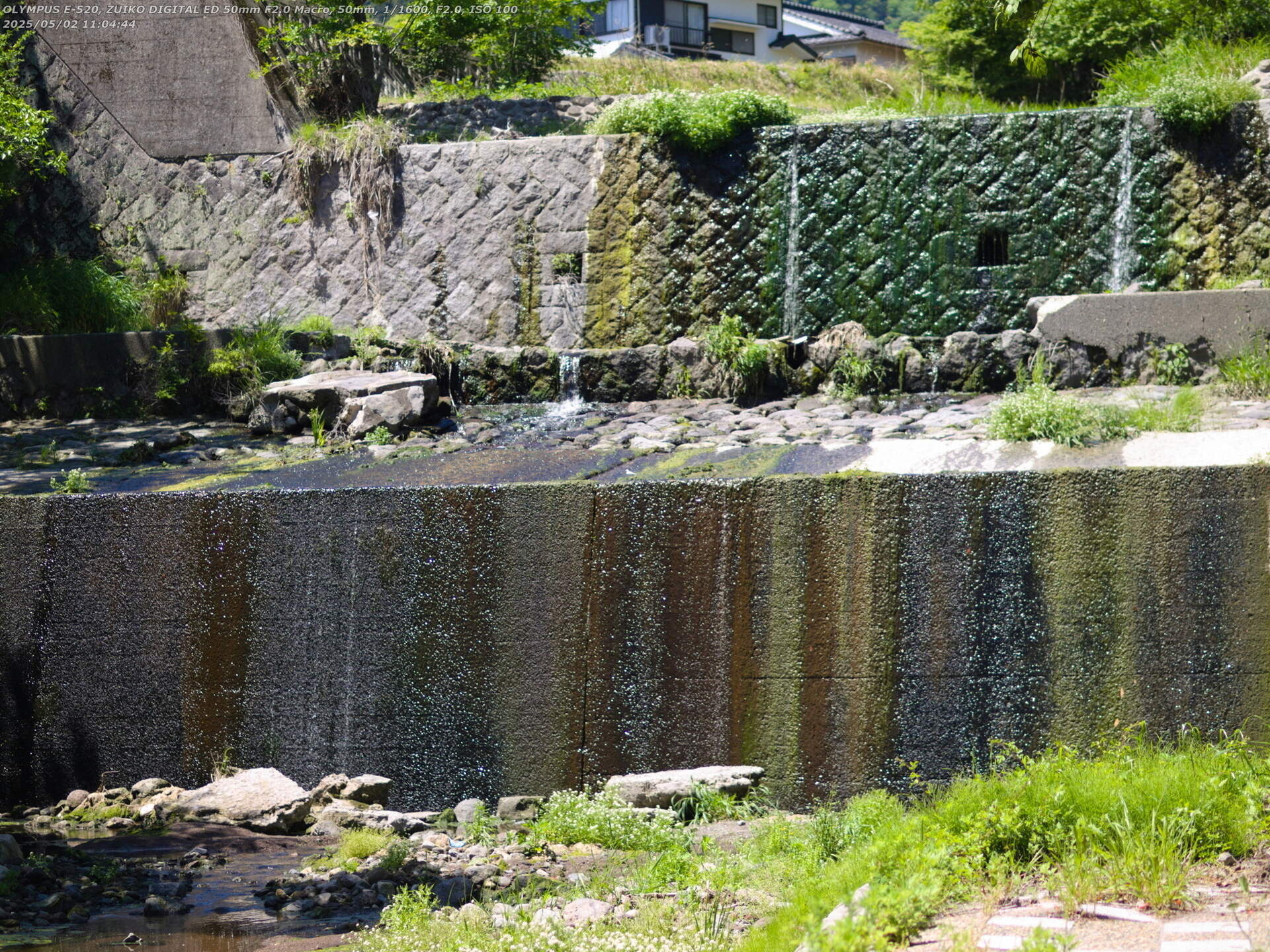 境川(別府市) 白い謎の野鳥(セグロセキレイの白変種か)