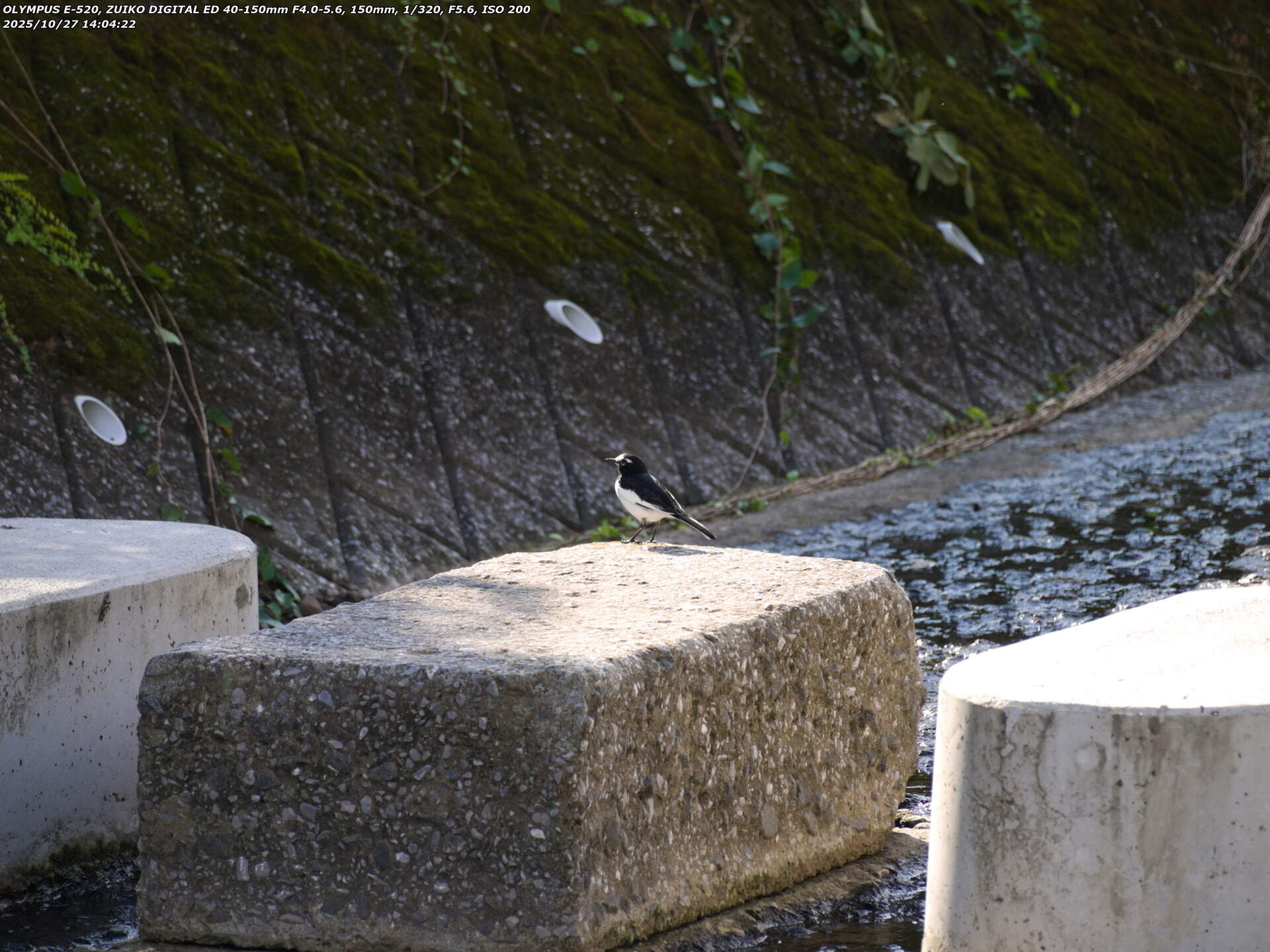 境川(別府市) セグロセキレイ