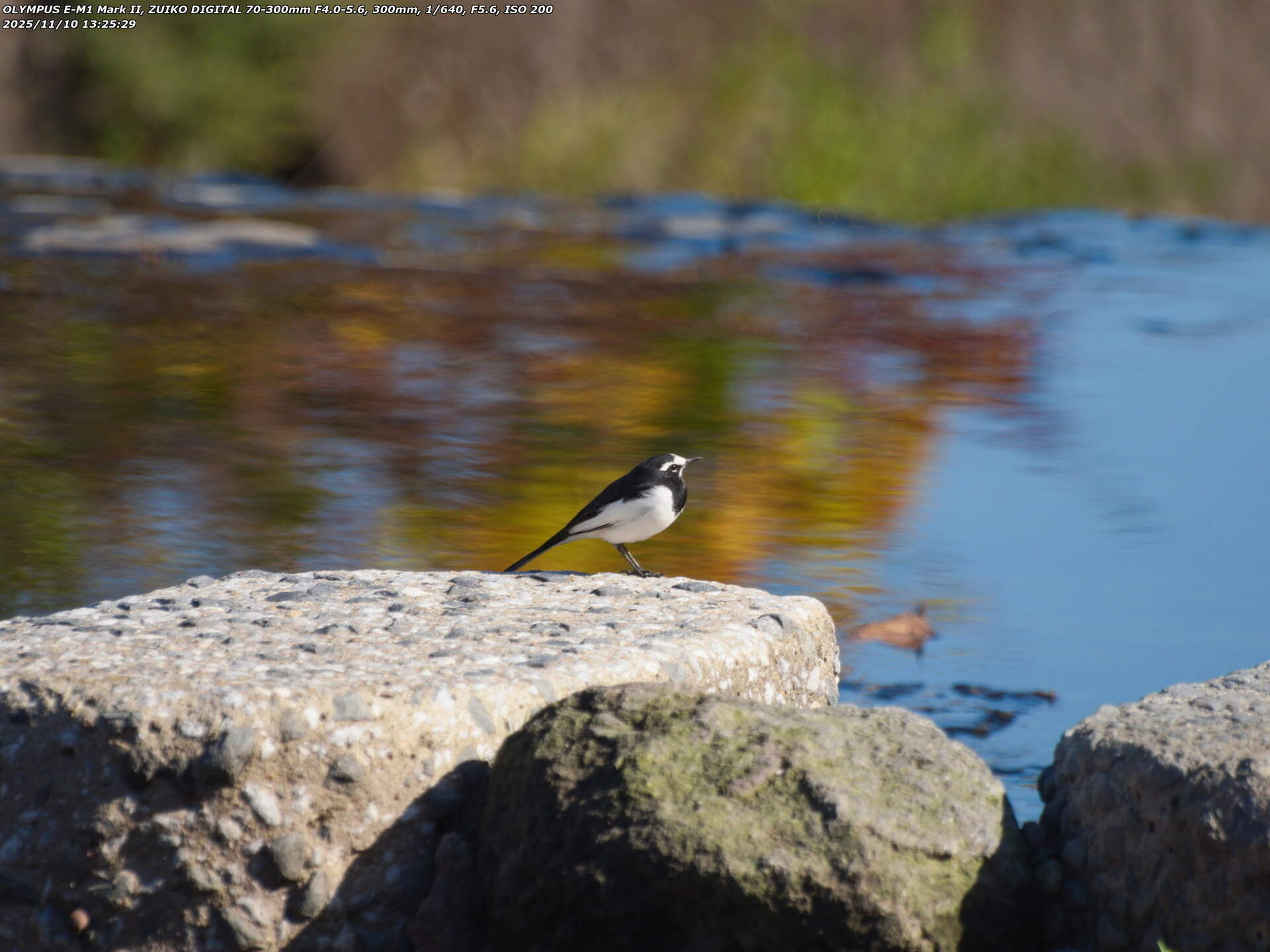 境川(別府市) セグロセキレイ
