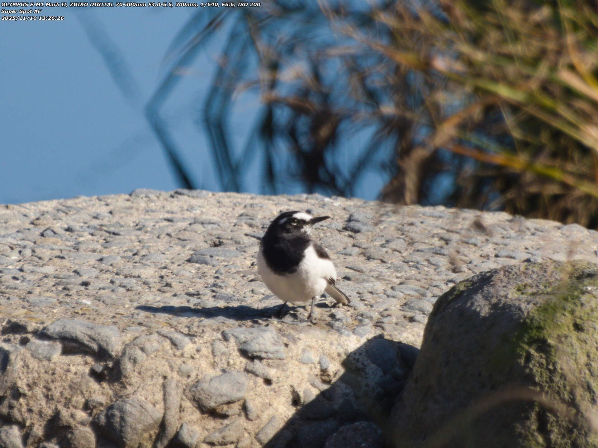 境川(別府市) セグロセキレイ