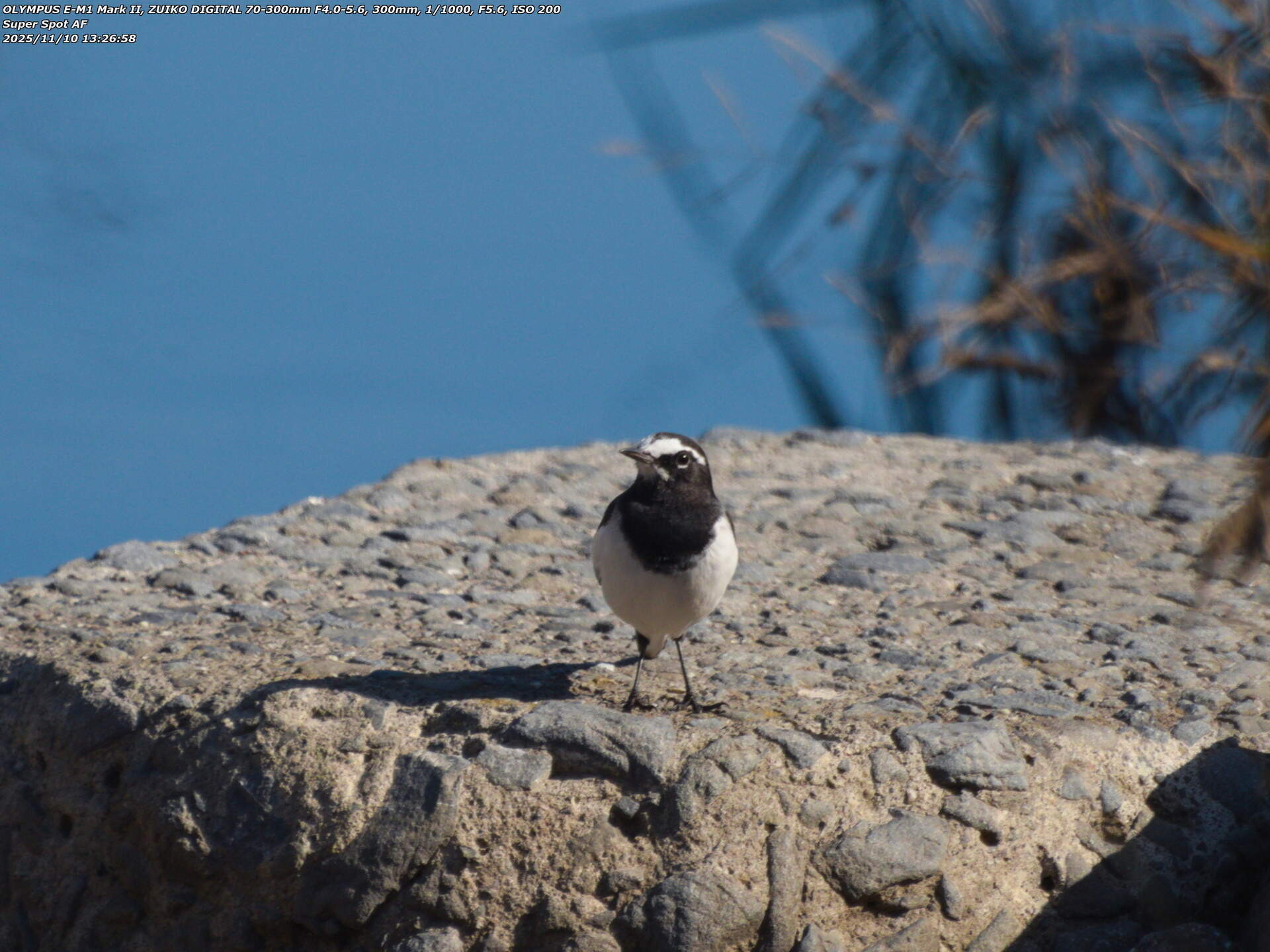 境川(別府市) セグロセキレイ