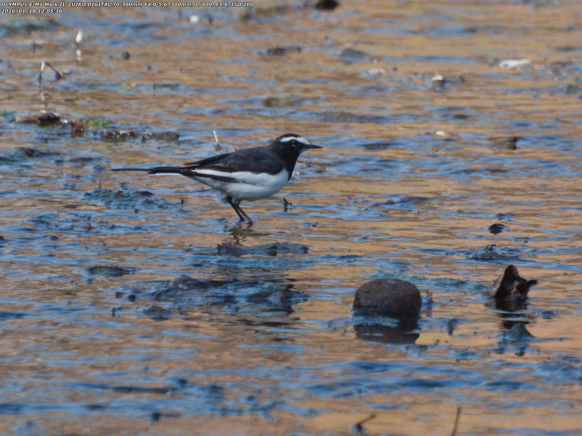 境川(別府市) セグロセキレイ 境川(別府市) セグロセキレイ