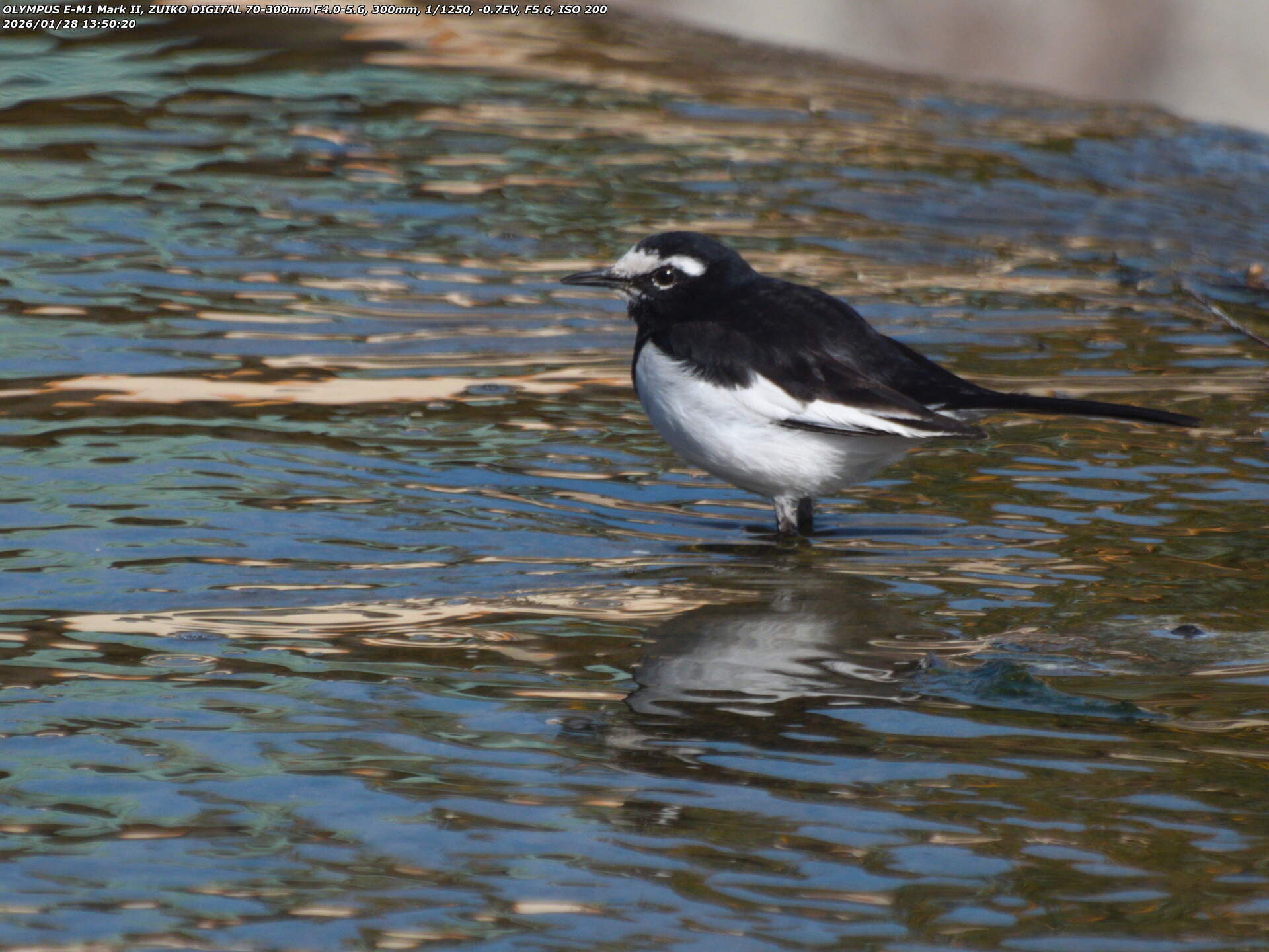 境川(別府市) セグロセキレイ 境川(別府市) セグロセキレイ