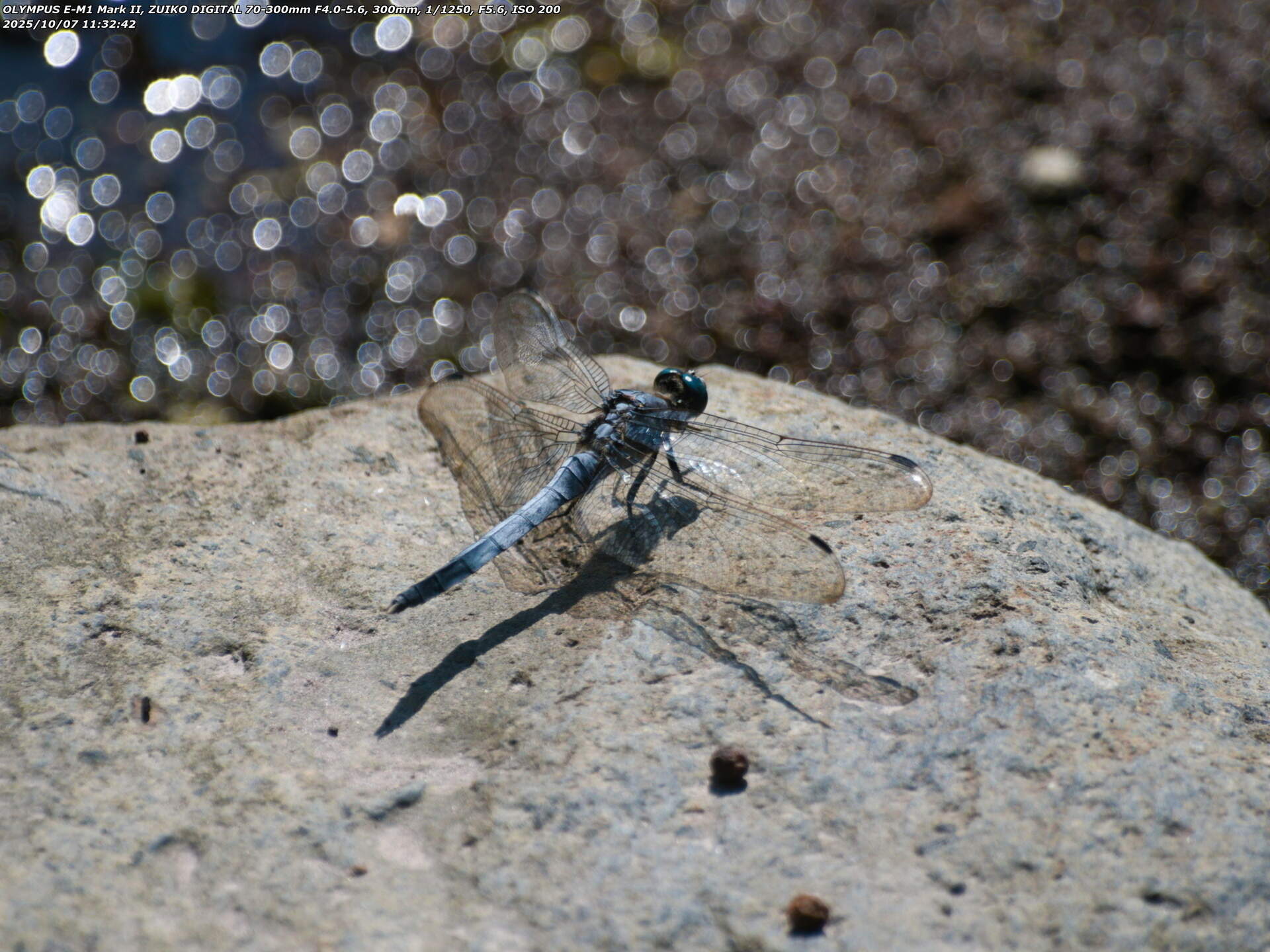 境川(別府市) シオカラトンボ