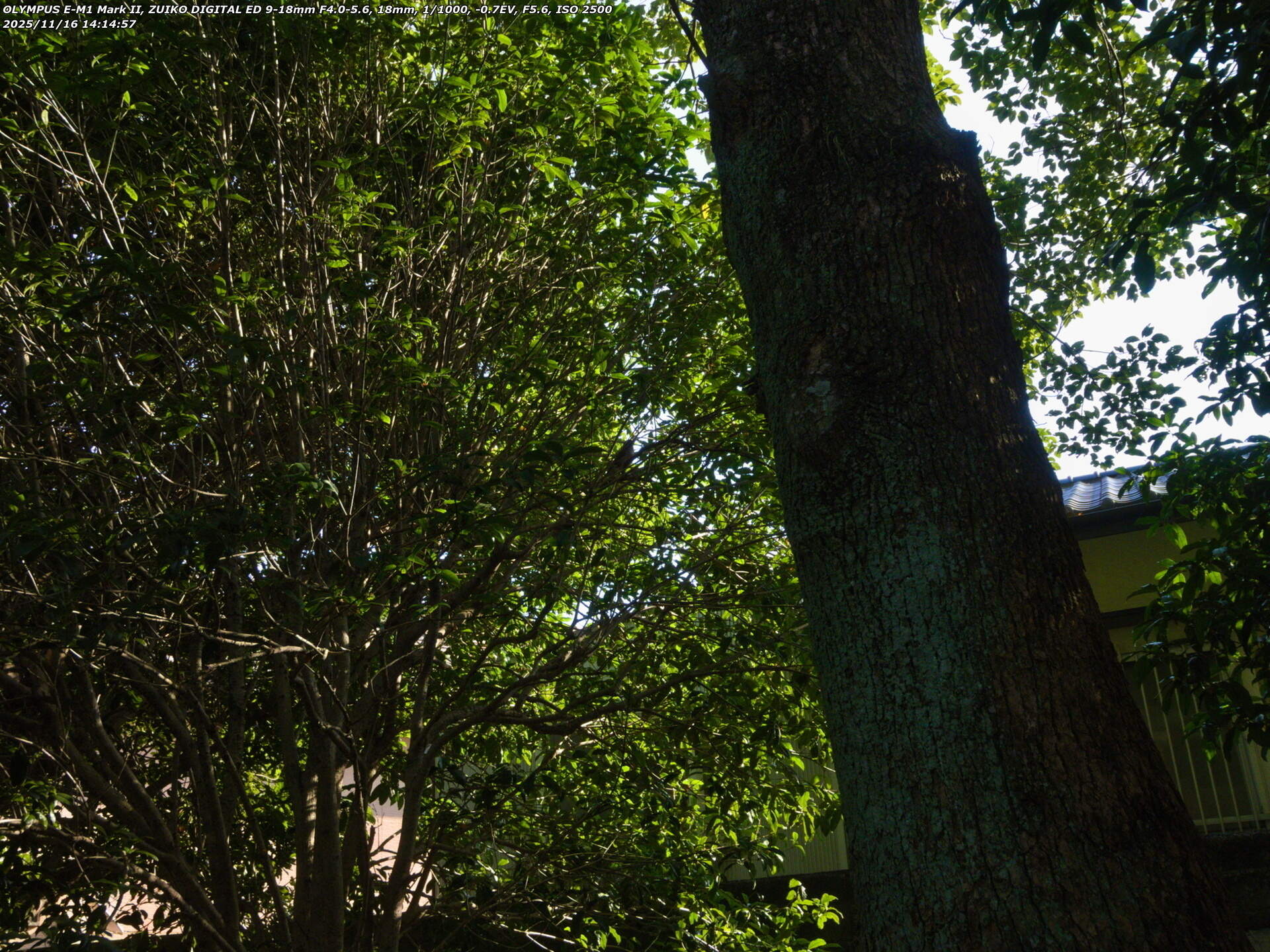 南立石公園町(別府市) シロハラ