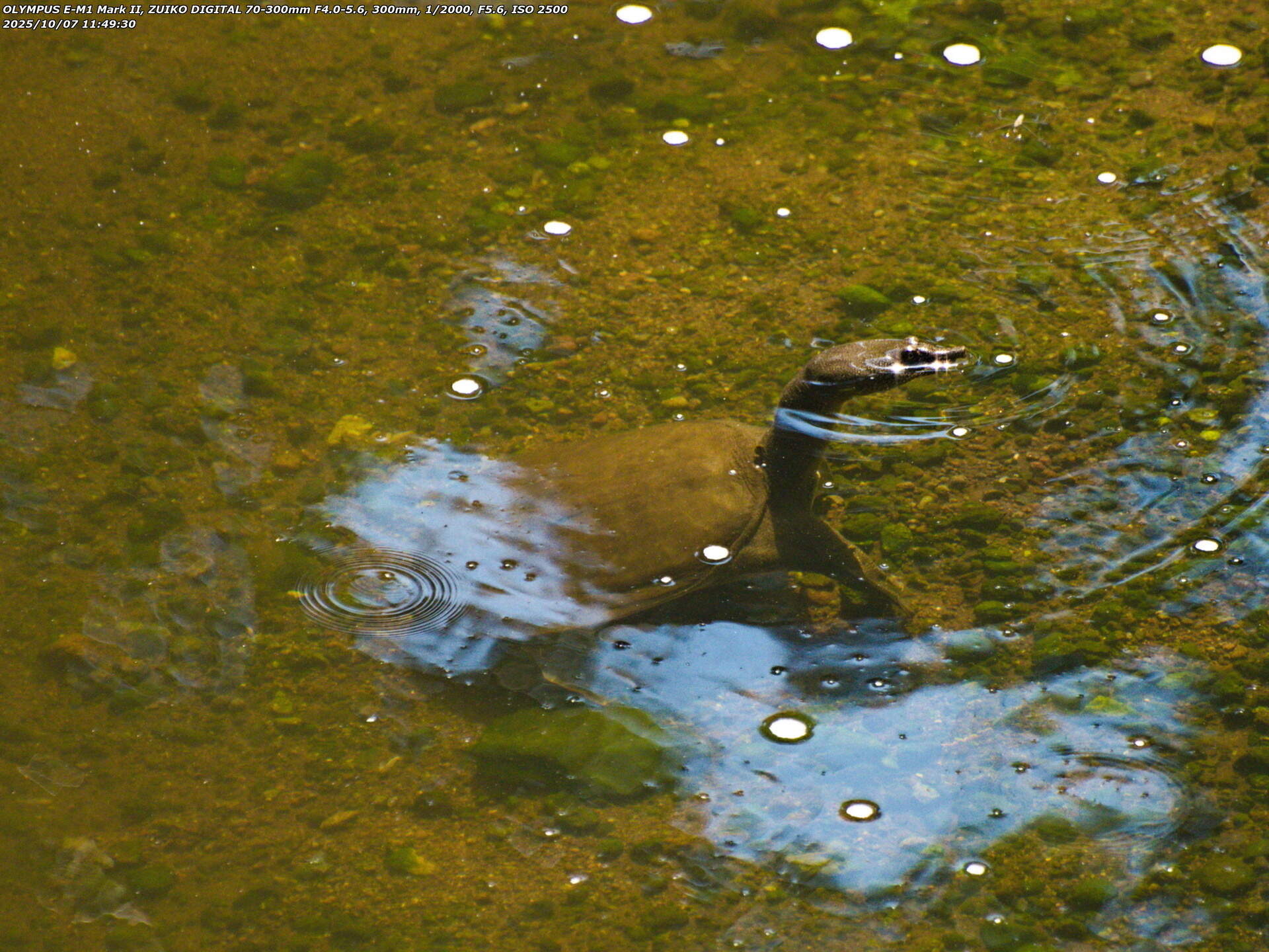 境川(別府市) 水面から顔を出すスッポン