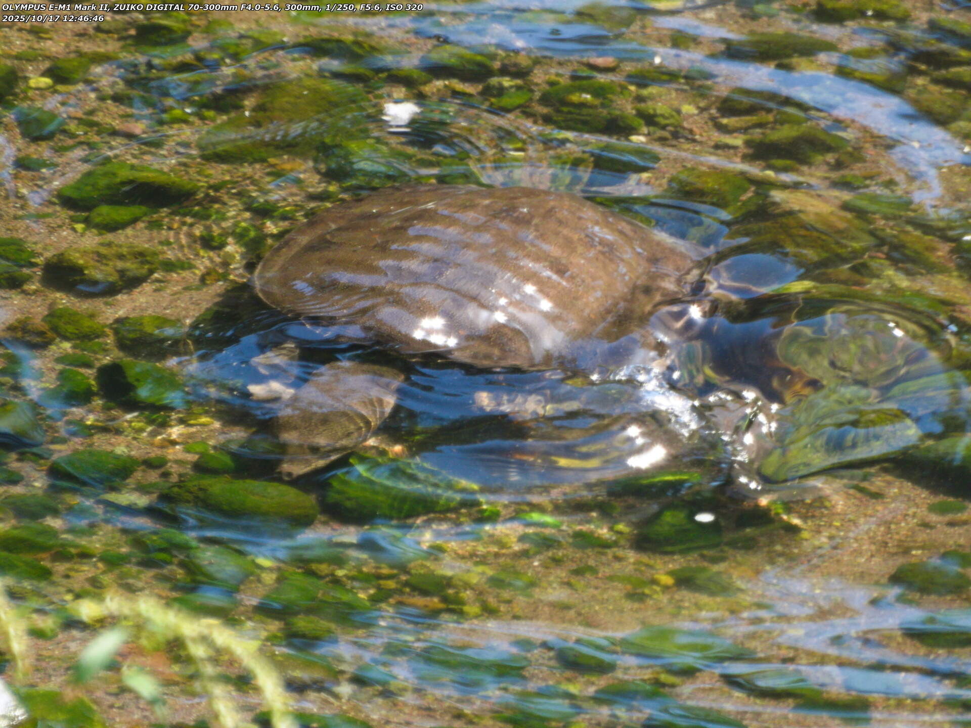 境川(別府市) スッポン