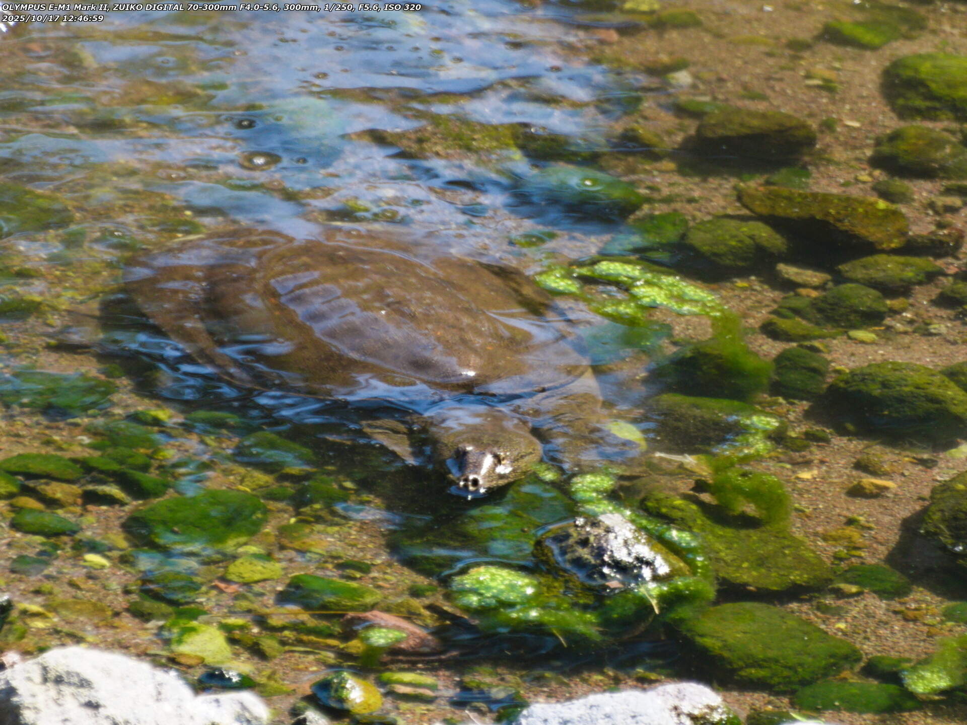 境川(別府市) スッポン