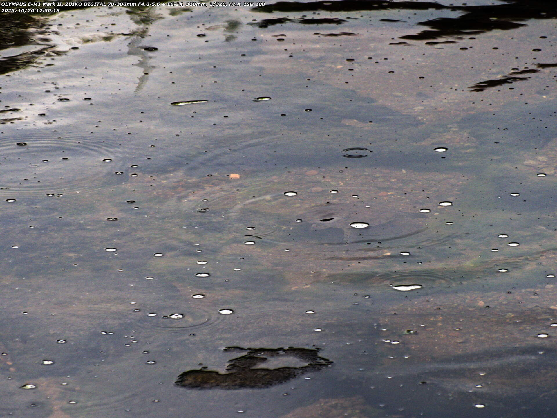 南立石生目町(別府市) 西別府橋の真下の砂防ダムにいるスッポン