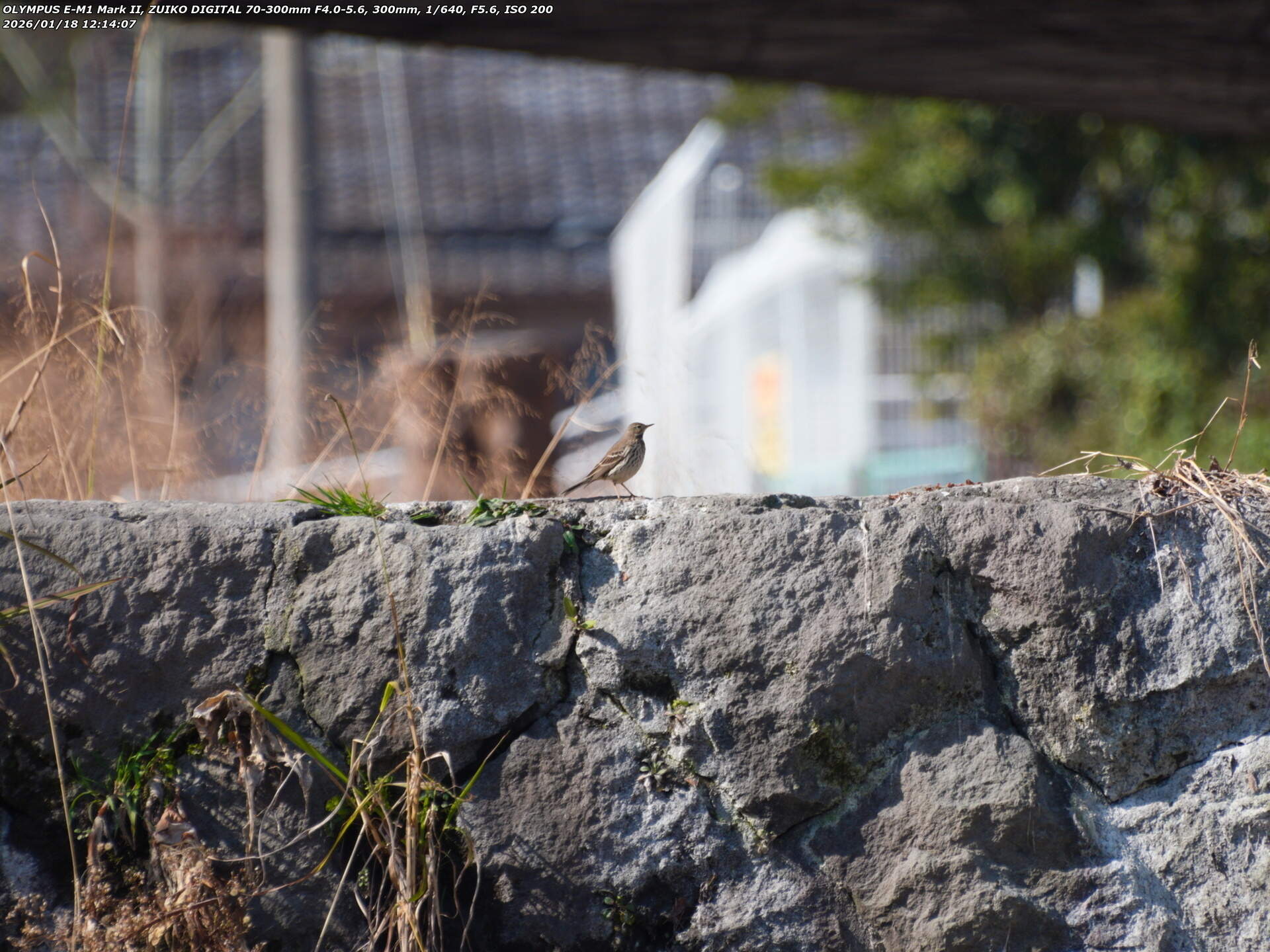 境川(別府市) タヒバリ 境川(別府市) タヒバリ
