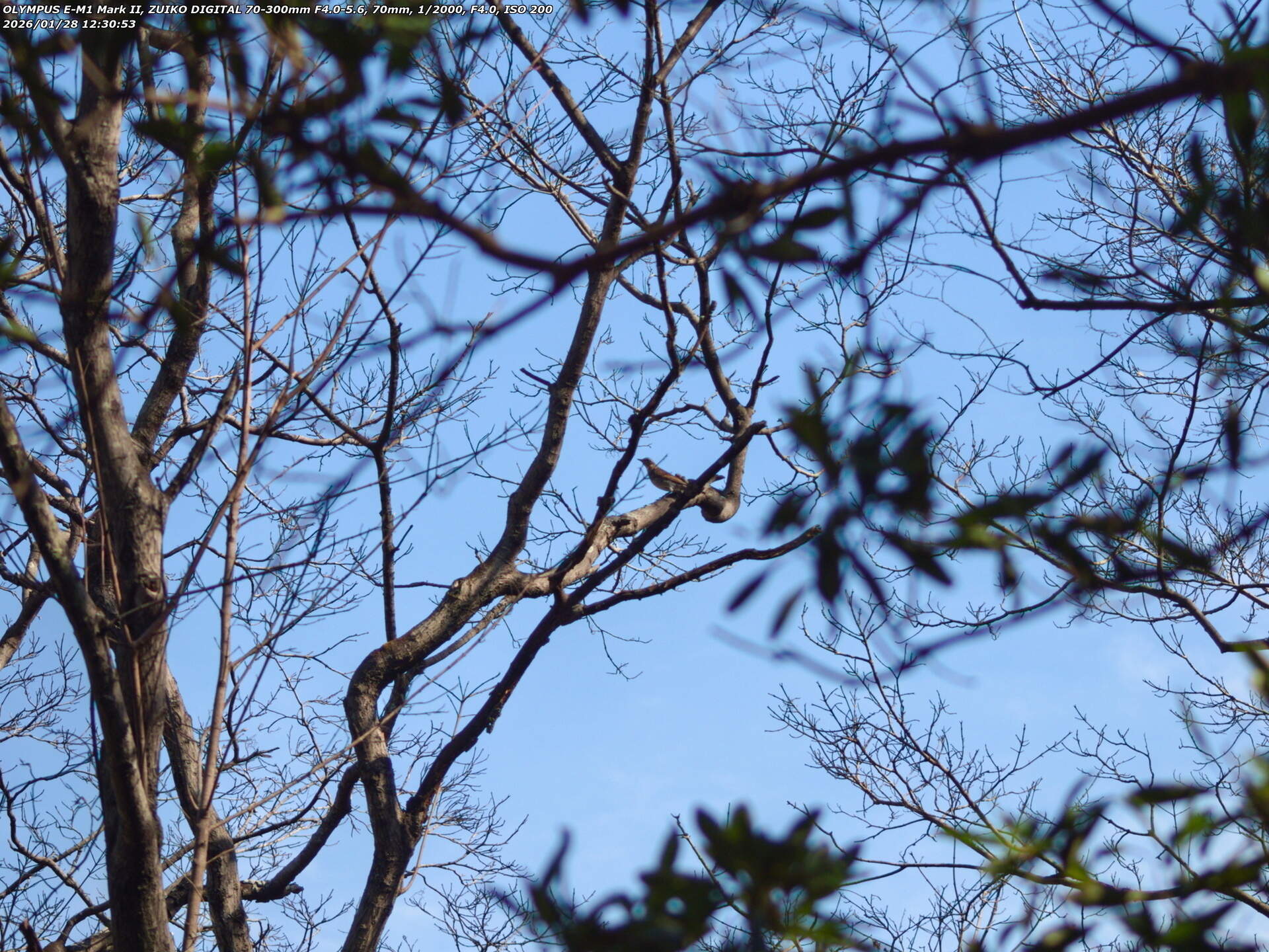 南立石公園町(別府市) ツグミ 南立石公園町(別府市) ツグミ