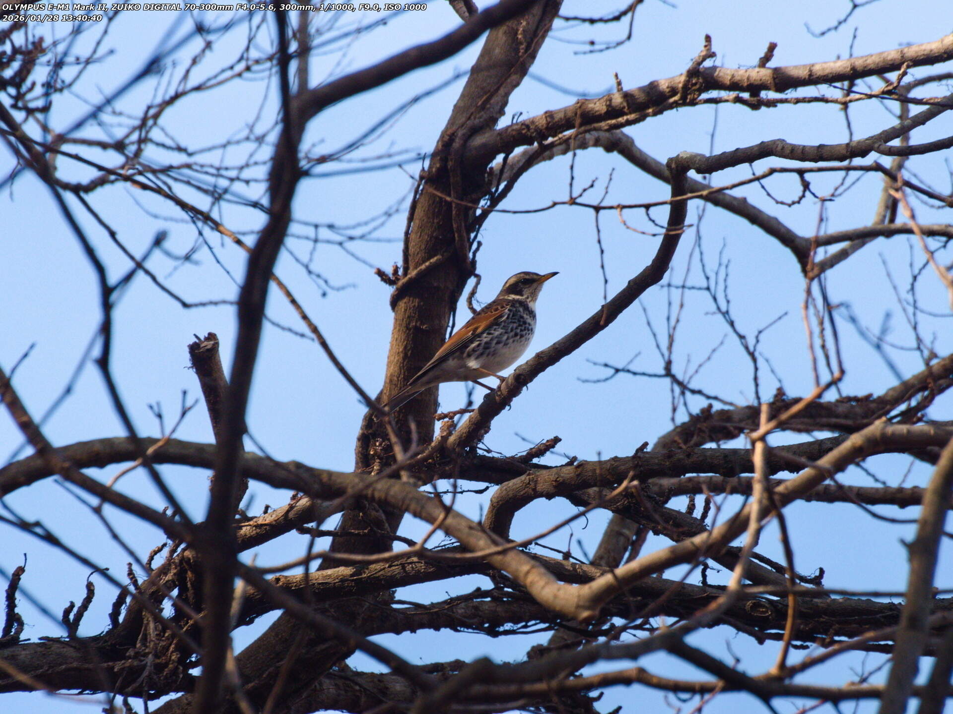 南立石公園町(別府市) ツグミ 南立石公園町(別府市) ツグミ