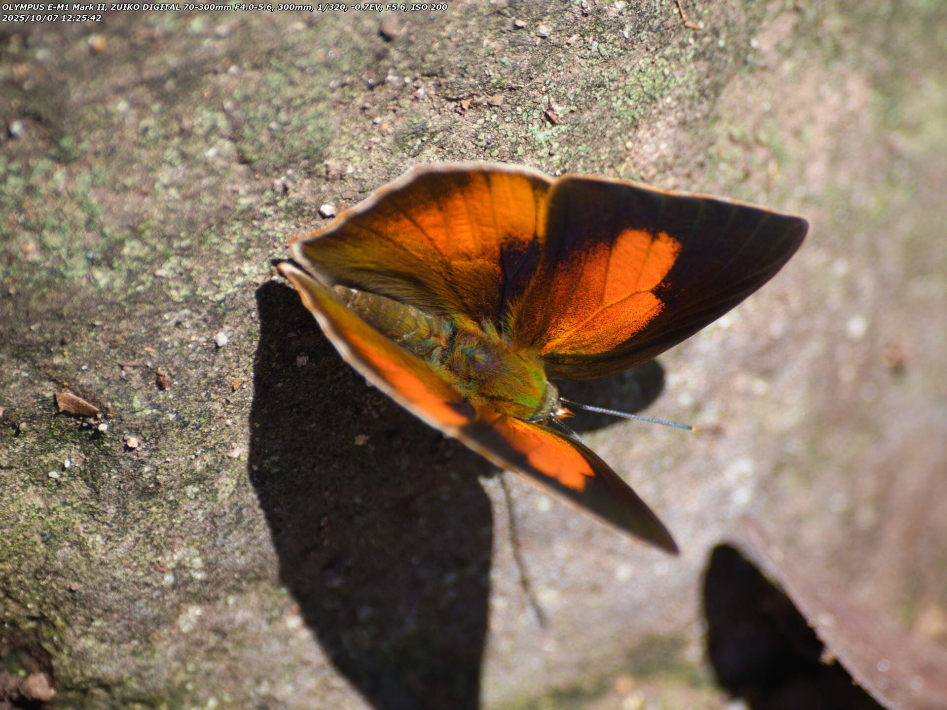 南立石公園(別府市) この表翅の模様はウラギンシジミのオス