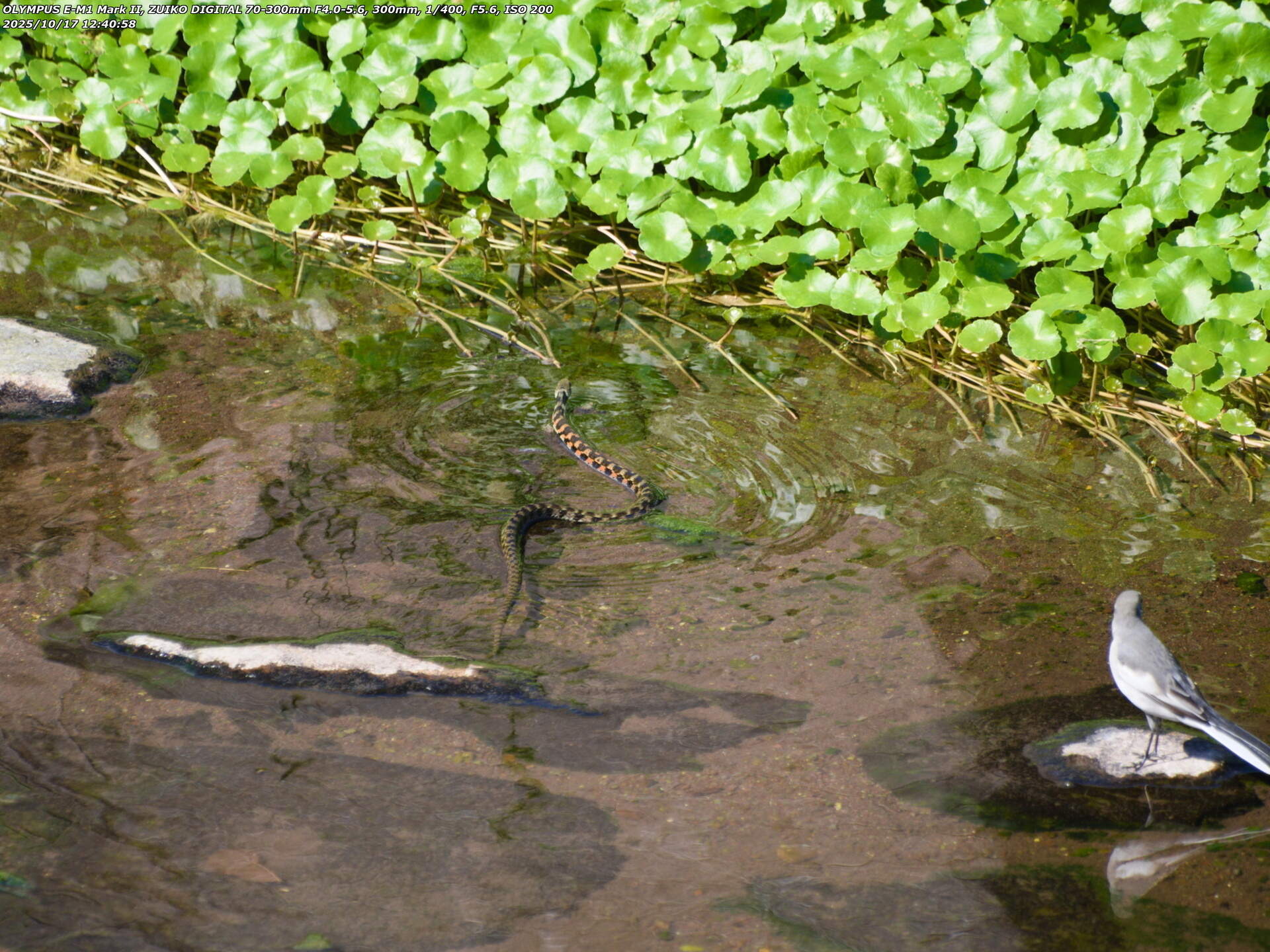 境川(別府市) ヤマカガシとハクセキレイ