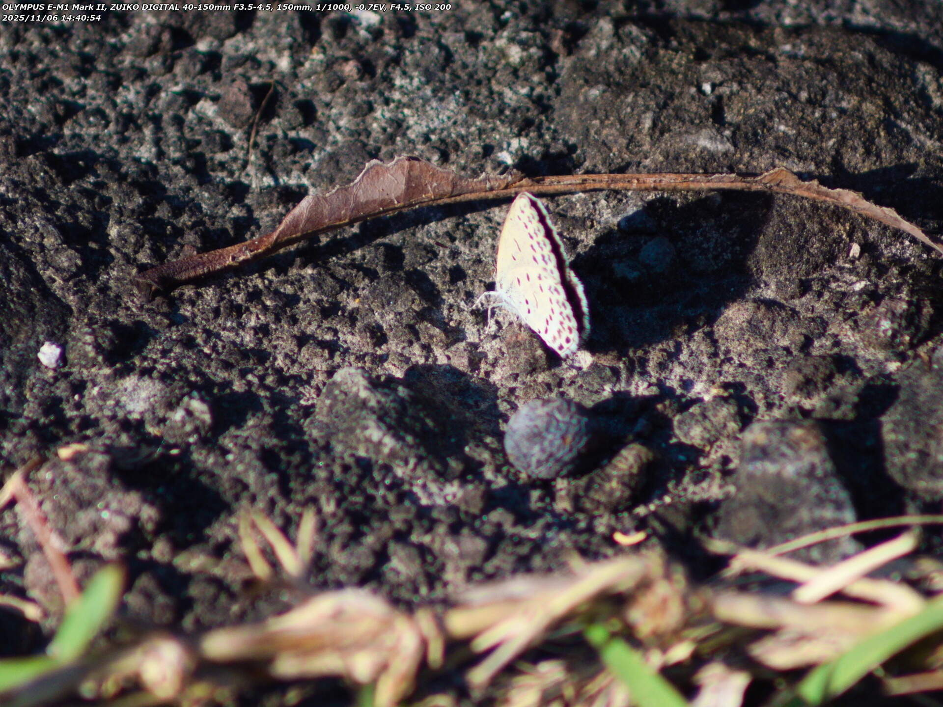 境川(別府市) ヤマトシジミかな